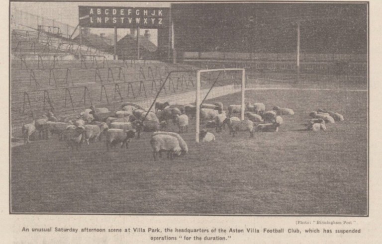 Close season sheep gazing at Villa Park