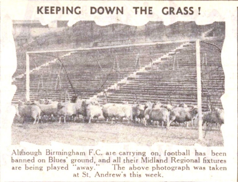 Sheep grazing at St.Andrews, home to Birmingham City